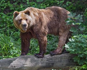 Preview wallpaper bear, log, leaves, forest, animal, nature