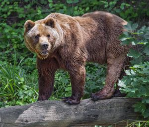 Preview wallpaper bear, log, leaves, forest, animal, nature