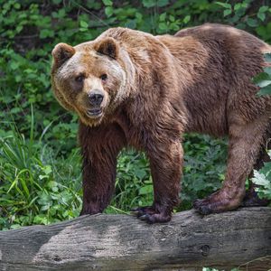 Preview wallpaper bear, log, leaves, forest, animal, nature
