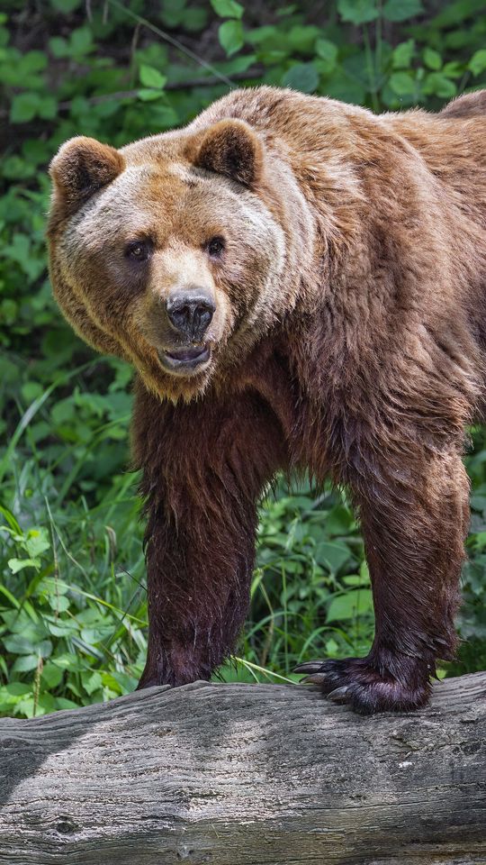 540x960 Wallpaper bear, log, leaves, forest, animal, nature