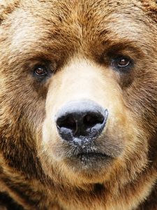 Preview wallpaper bear, muzzle, brown, close-up