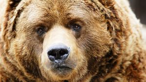 Preview wallpaper bear, muzzle, brown, close-up