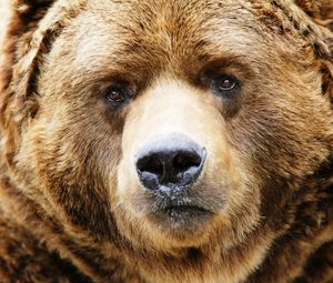 Preview wallpaper bear, muzzle, brown, close-up