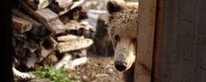Preview wallpaper bear, muzzle, looking out, door, wood, curiosity