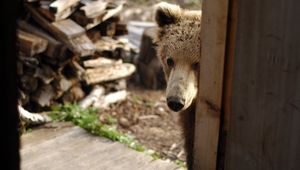 Preview wallpaper bear, muzzle, looking out, door, wood, curiosity