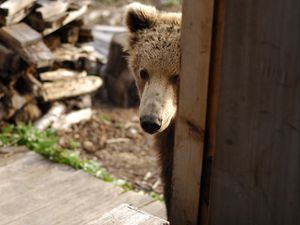 Preview wallpaper bear, muzzle, looking out, door, wood, curiosity