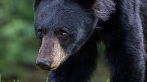 Preview wallpaper bear, muzzle, predator, glance, grass