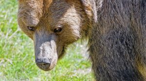 Preview wallpaper bear, muzzle, predator, sight, animal