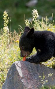 Preview wallpaper bear, nature, carrot