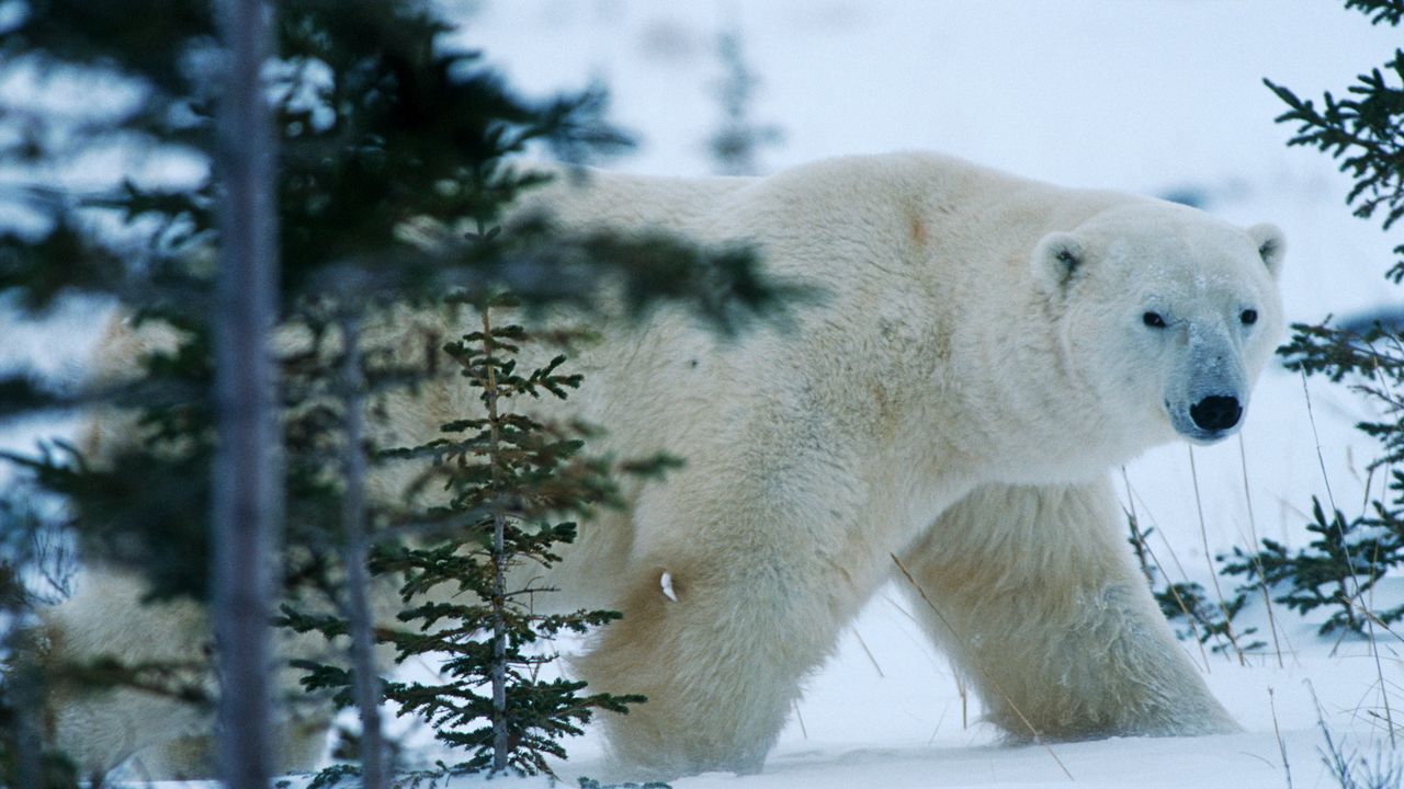 Wallpaper bear, north, winter, snow, forest
