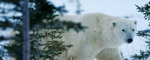 Preview wallpaper bear, north, winter, snow, forest