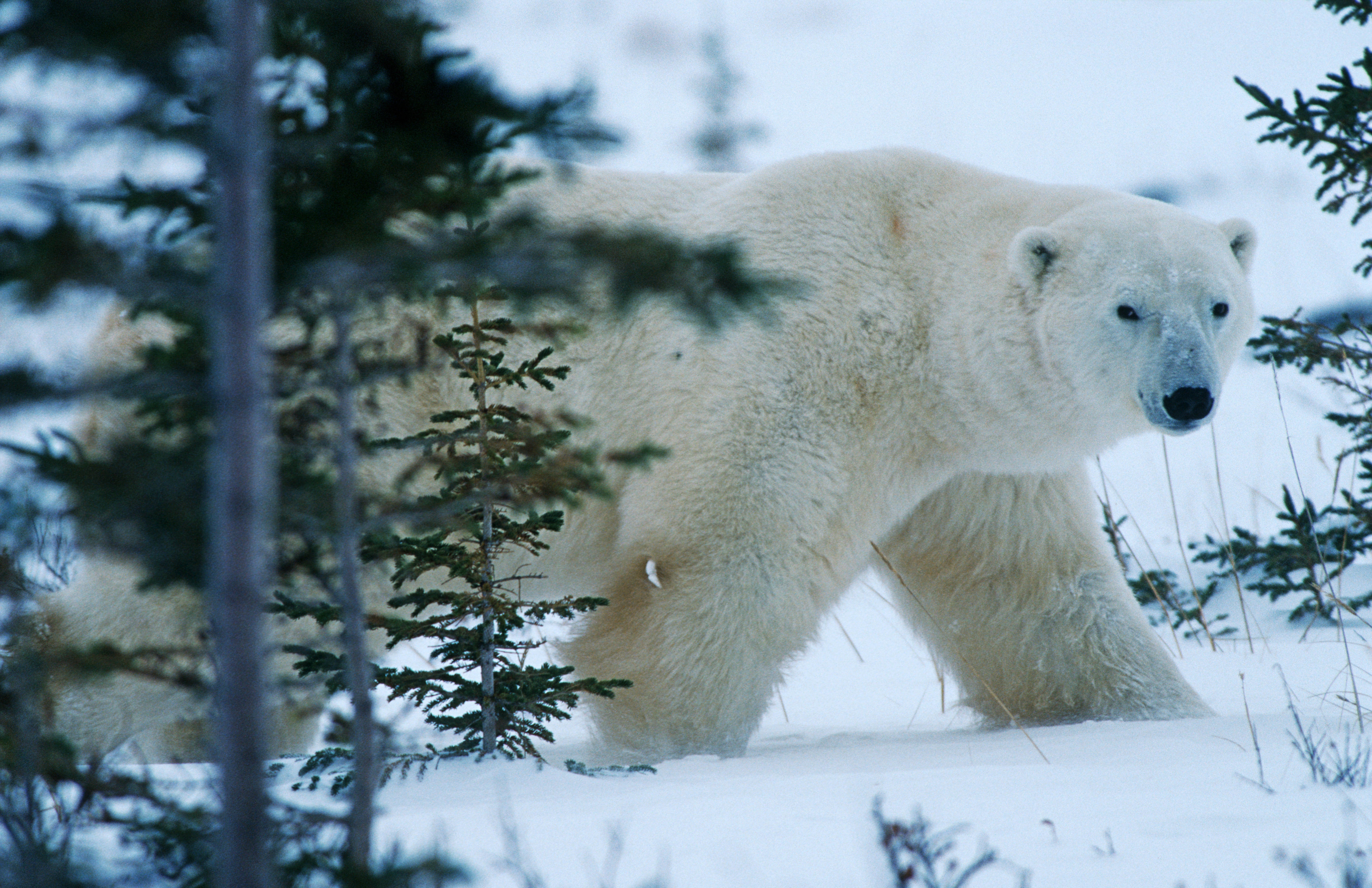 Дикая природа белого медведя. Белый медведь. Животные Сибири. Белый медведь в лесу. Медведь зима.