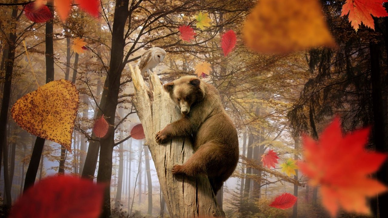 Wallpaper bear, owl, autumn, leaves, leaf fall, mushroom, forest, trees