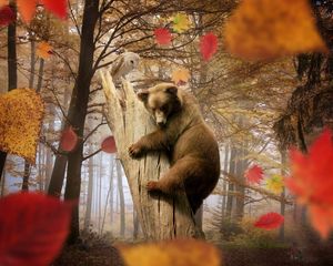 Preview wallpaper bear, owl, autumn, leaves, leaf fall, mushroom, forest, trees