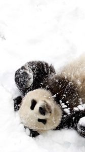 Preview wallpaper bear, panda, winter, snow