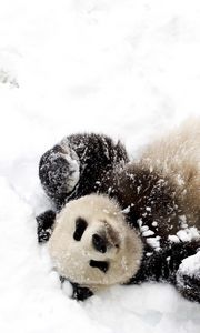 Preview wallpaper bear, panda, winter, snow