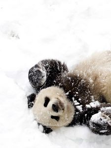 Preview wallpaper bear, panda, winter, snow