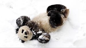 Preview wallpaper bear, panda, winter, snow