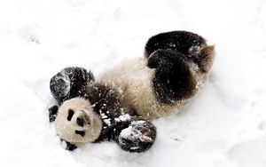 Preview wallpaper bear, panda, winter, snow