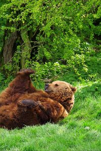 Preview wallpaper bear, playful, grass, lie