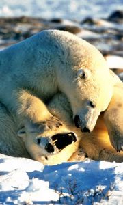 Preview wallpaper bear, polar bear, couple, playful, snow