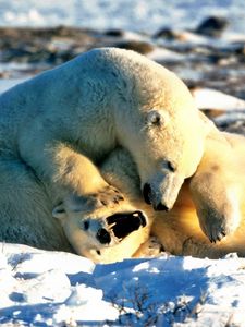 Preview wallpaper bear, polar bear, couple, playful, snow