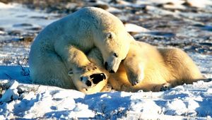 Preview wallpaper bear, polar bear, couple, playful, snow