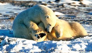 Preview wallpaper bear, polar bear, couple, playful, snow