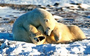 Preview wallpaper bear, polar bear, couple, playful, snow