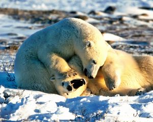 Preview wallpaper bear, polar bear, couple, playful, snow