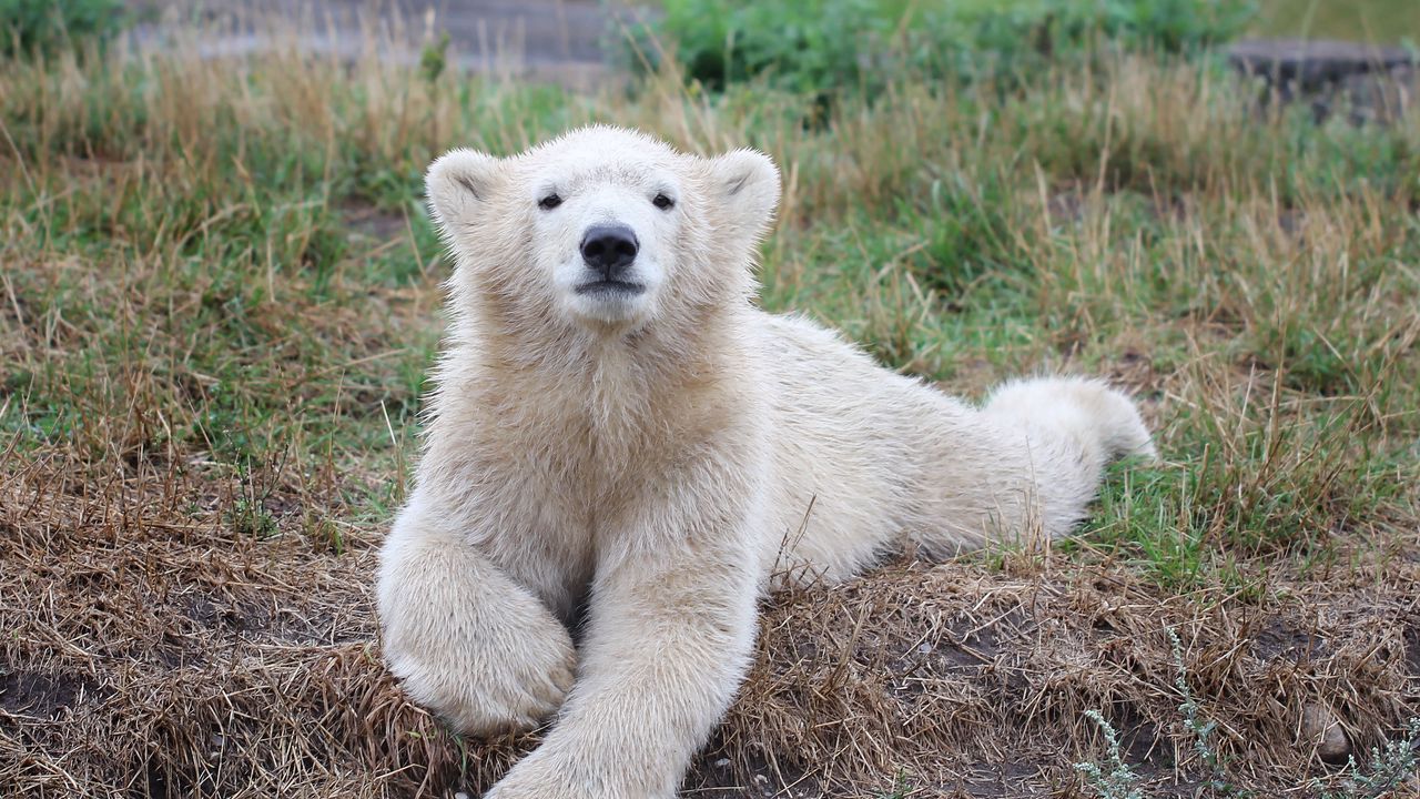 Wallpaper bear, polar bear, cub
