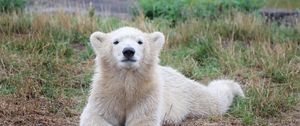Preview wallpaper bear, polar bear, cub