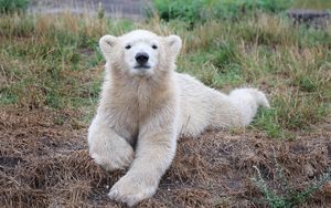 Preview wallpaper bear, polar bear, cub