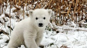 Preview wallpaper bear, polar bear, cub, snow, grass, fear