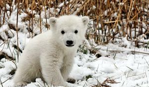 Preview wallpaper bear, polar bear, cub, snow, grass, fear