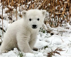 Preview wallpaper bear, polar bear, cub, snow, grass, fear