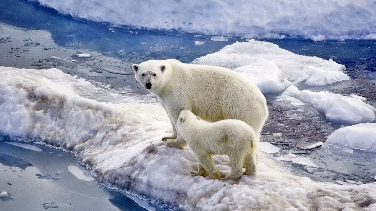 Wallpaper bear, polar bear, family, baby, snow, ice, ocean, walk