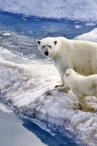 Preview wallpaper bear, polar bear, family, baby, snow, ice, ocean, walk