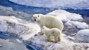 Preview wallpaper bear, polar bear, family, baby, snow, ice, ocean, walk