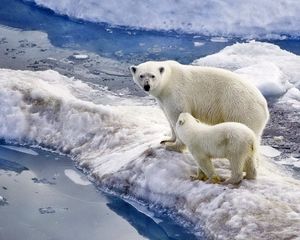 Preview wallpaper bear, polar bear, family, baby, snow, ice, ocean, walk
