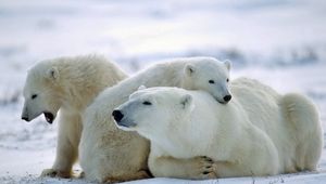 Preview wallpaper bear, polar bear, family, care, snow