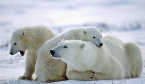 Preview wallpaper bear, polar bear, family, care, snow