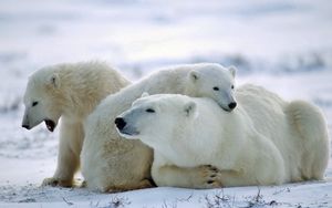 Preview wallpaper bear, polar bear, family, care, snow