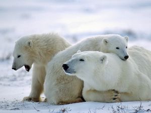 Preview wallpaper bear, polar bear, family, care, snow