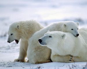 Preview wallpaper bear, polar bear, family, care, snow