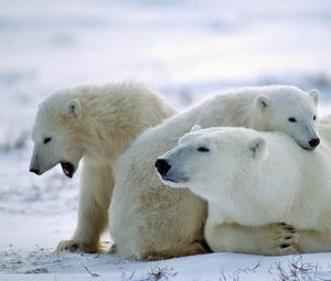 Preview wallpaper bear, polar bear, family, care, snow