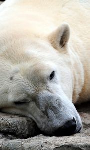 Preview wallpaper bear, polar bear, sleeping, legs, large