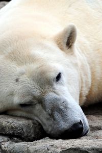 Preview wallpaper bear, polar bear, sleeping, legs, large