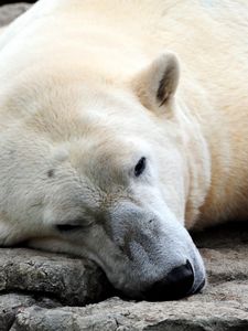 Preview wallpaper bear, polar bear, sleeping, legs, large