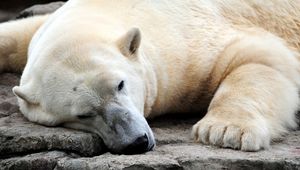 Preview wallpaper bear, polar bear, sleeping, legs, large